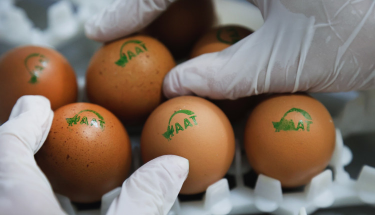Máquina de sexagem in-ovo chega no país e promete revolucionar avicultura