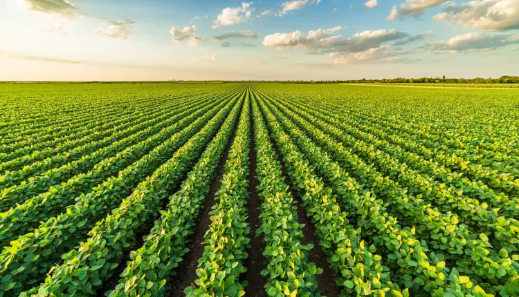 Capim-amargoso desafia sojicultores e exige manejo estratégico com tecnologias pré e pós-emergentes para manter a produtividade