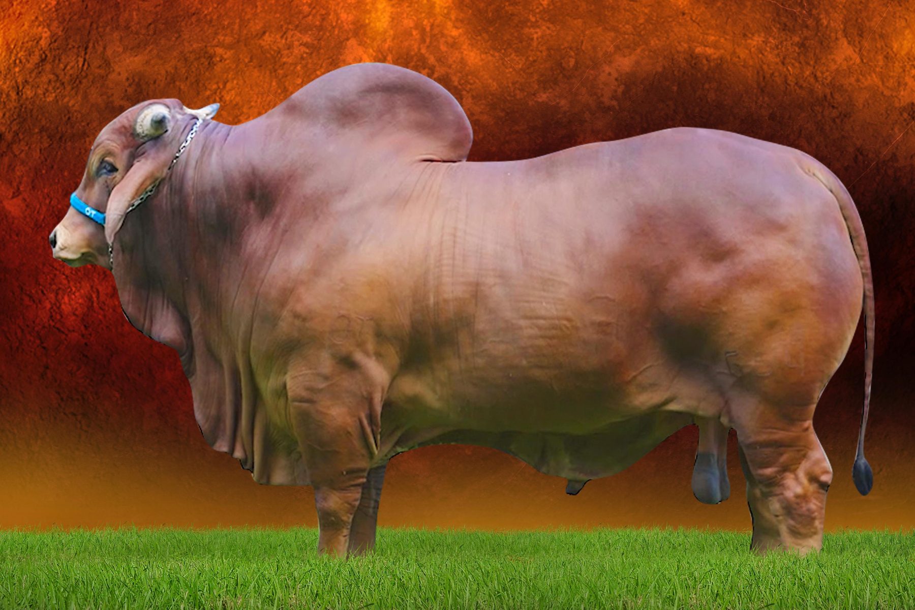 touro da raca Sindi - INCRIVEL FIV OT