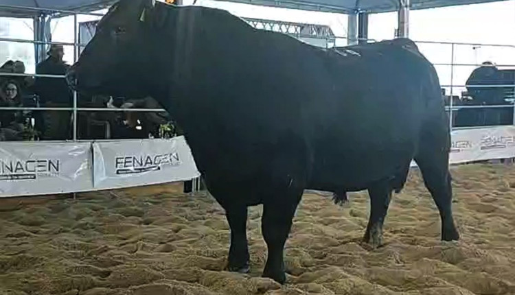 ABS contrata dois campeões Recalada na Fenagen
