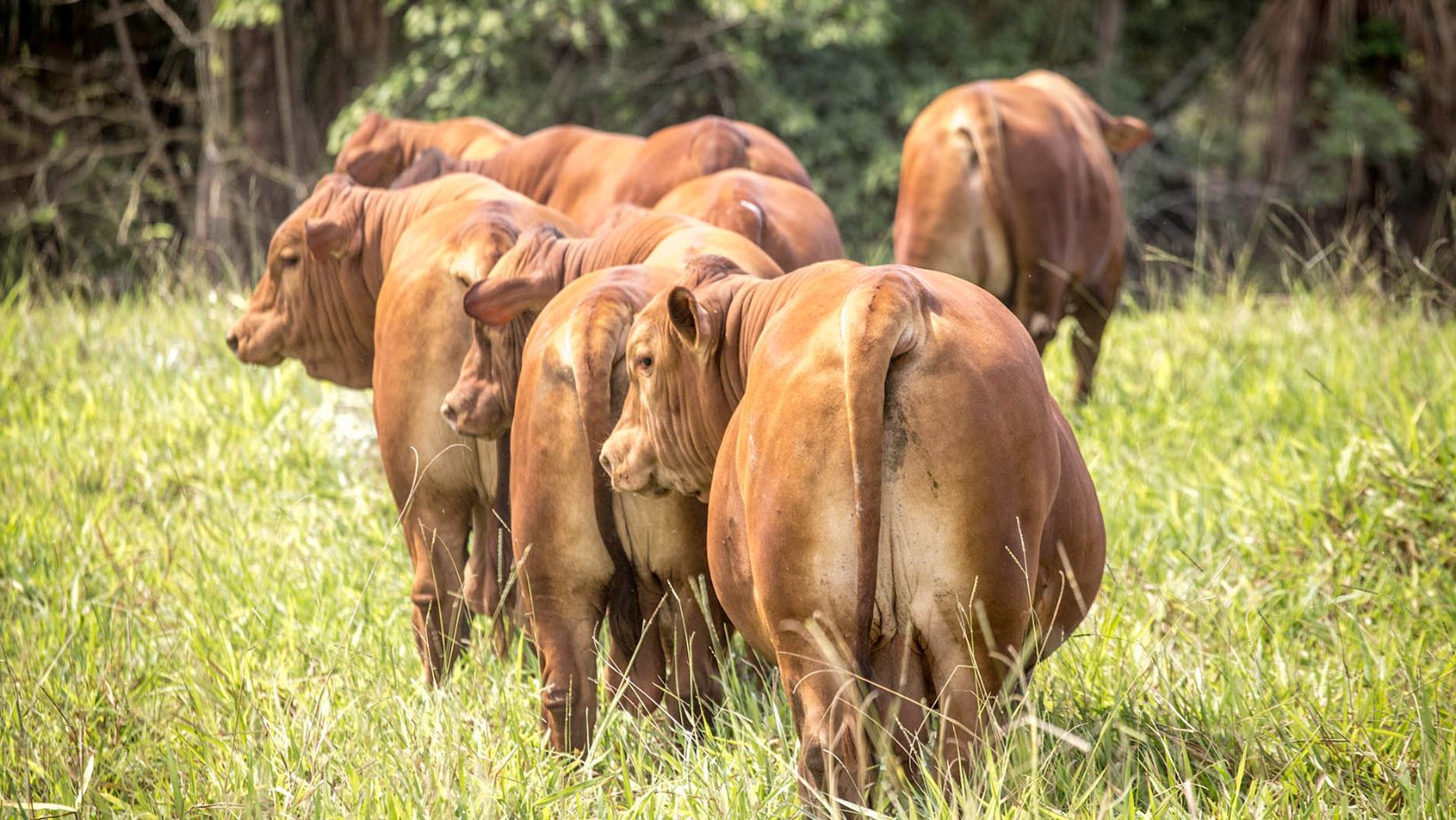 touros da raca senepol no pasto - fotao
