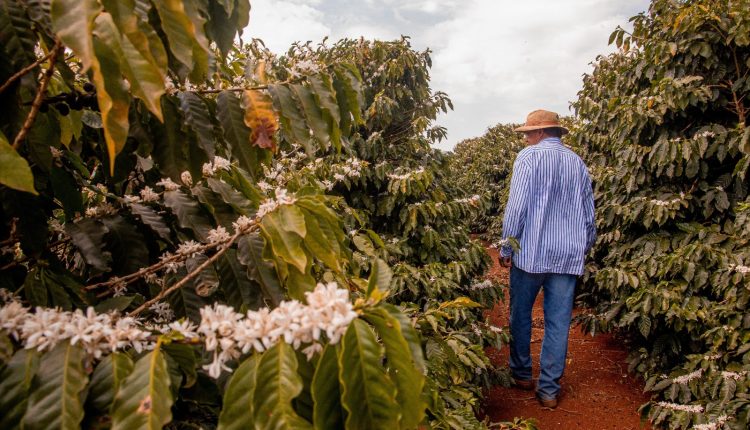 Café de Mandaguari é a 20ª Indicação Geográfica do Paraná