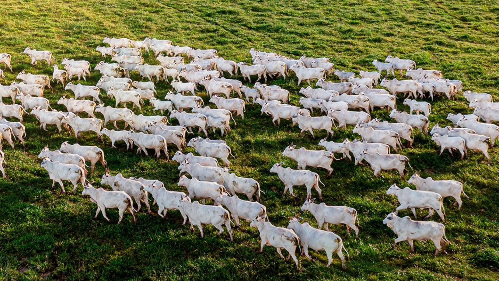 vacada e matrizes da nelore aymore