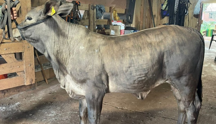 Raça de bovino de corte Greyman estreia na Expointer
