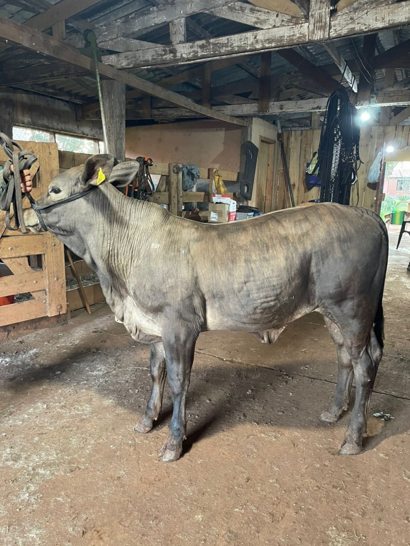 Raça de bovino de corte Greyman estreia na Expointer