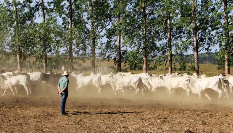 Pará se destaca como maior exportador do Brasil de gado bovino em pé