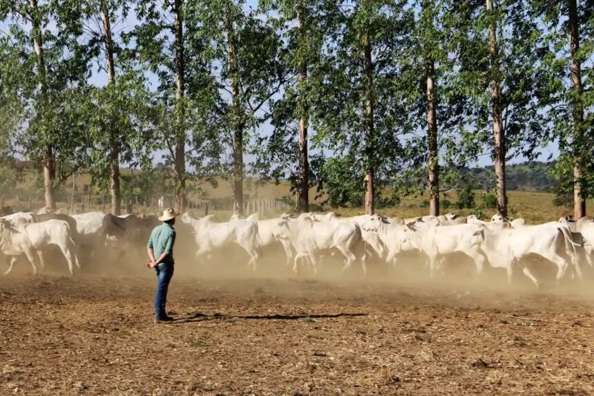 Pará se destaca como maior exportador do Brasil de gado bovino em pé
