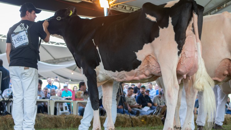 Raça Holandesa contabiliza 44% de aumento nos inscritos para a Expointer