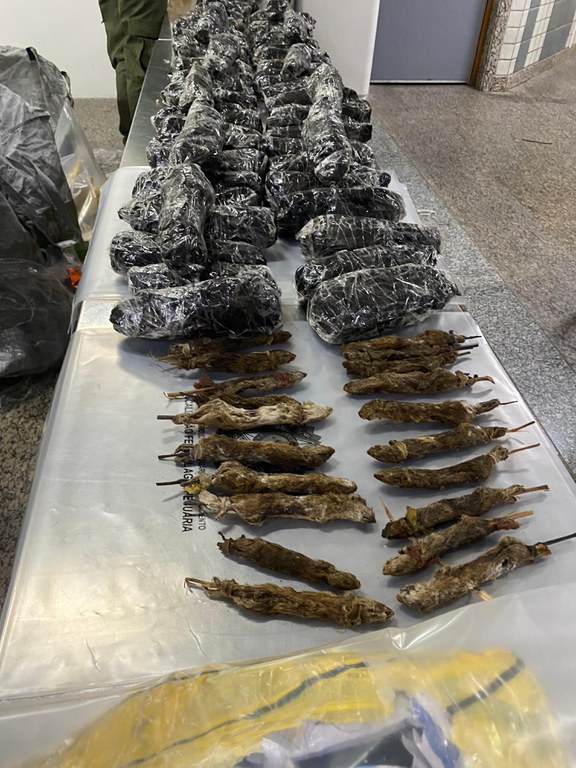 Mapa apreende mais de 130 animais e partes de alto risco sanitário provenientes da Nigéria