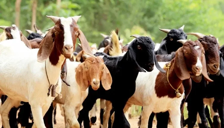 Morte repentina de animais preocupa criadores no Piauí; Secretarias municipais e universidades investigam e, segundo informações, os animais começaram a apresentar sinais de fraqueza, inchaço e mal-estar, evoluindo para a morte após alguns dias.