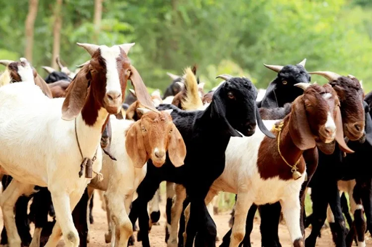 Morte repentina de animais preocupa criadores no Piauí; Secretarias municipais e universidades investigam e, segundo informações, os animais começaram a apresentar sinais de fraqueza, inchaço e mal-estar, evoluindo para a morte após alguns dias.