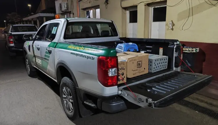 Vigiagro participa de ação para resgatar 60 aves ornamentais na fronteira entre Brasil e Argentina