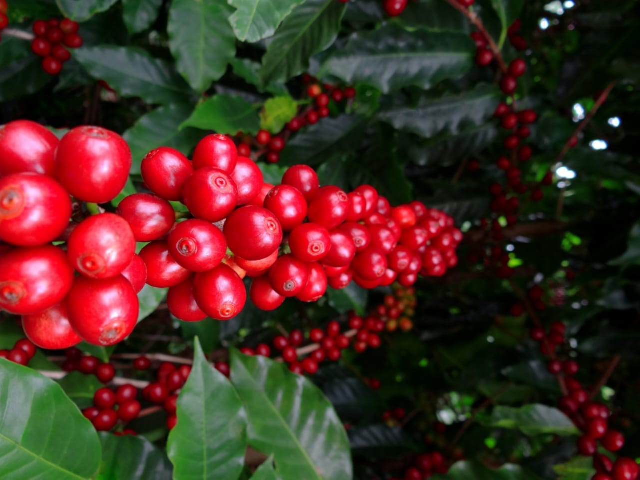 Café de qualidade, produtivo e rentável começa com solo saudável e equilibrado