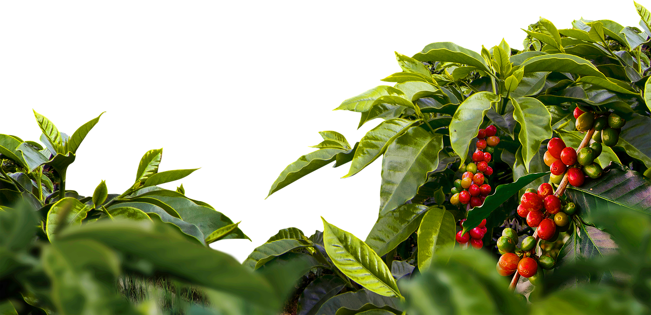 Taxa de 50% dos EUA preocupa, mas cafeicultores mantêm foco na qualidade