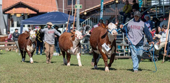 Hereford e Braford terão agenda intensa de atividades na Expointer - programação