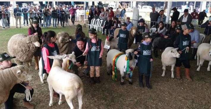 Programação da ovinocultura na expointer conta com valorização dos jovens e promoção da carne