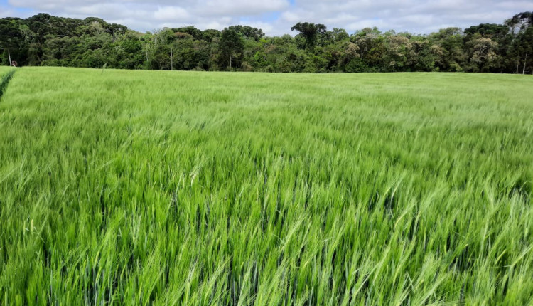 Desafio da Cevada impulsiona o cultivo nos Campos Gerais