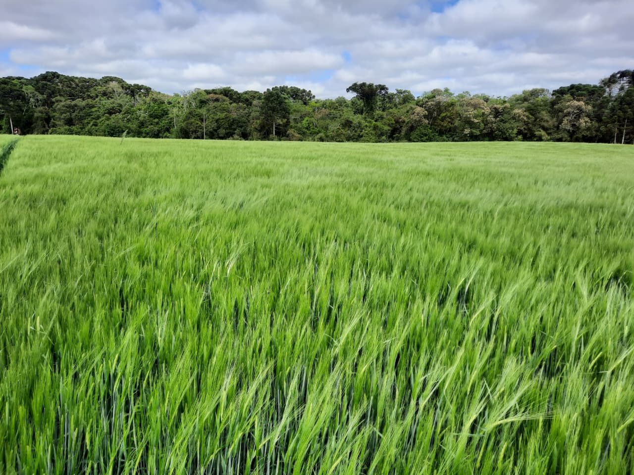 Desafio da Cevada impulsiona o cultivo nos Campos Gerais