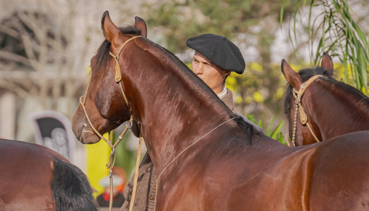 ABCCC: Morfologia dá a largada para as grandes finais do Cavalo Crioulo