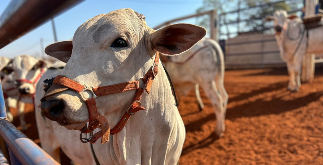 Dados de emissao de metano pelo gado de corte promissor - garrote nelore com sela de coleta de metano