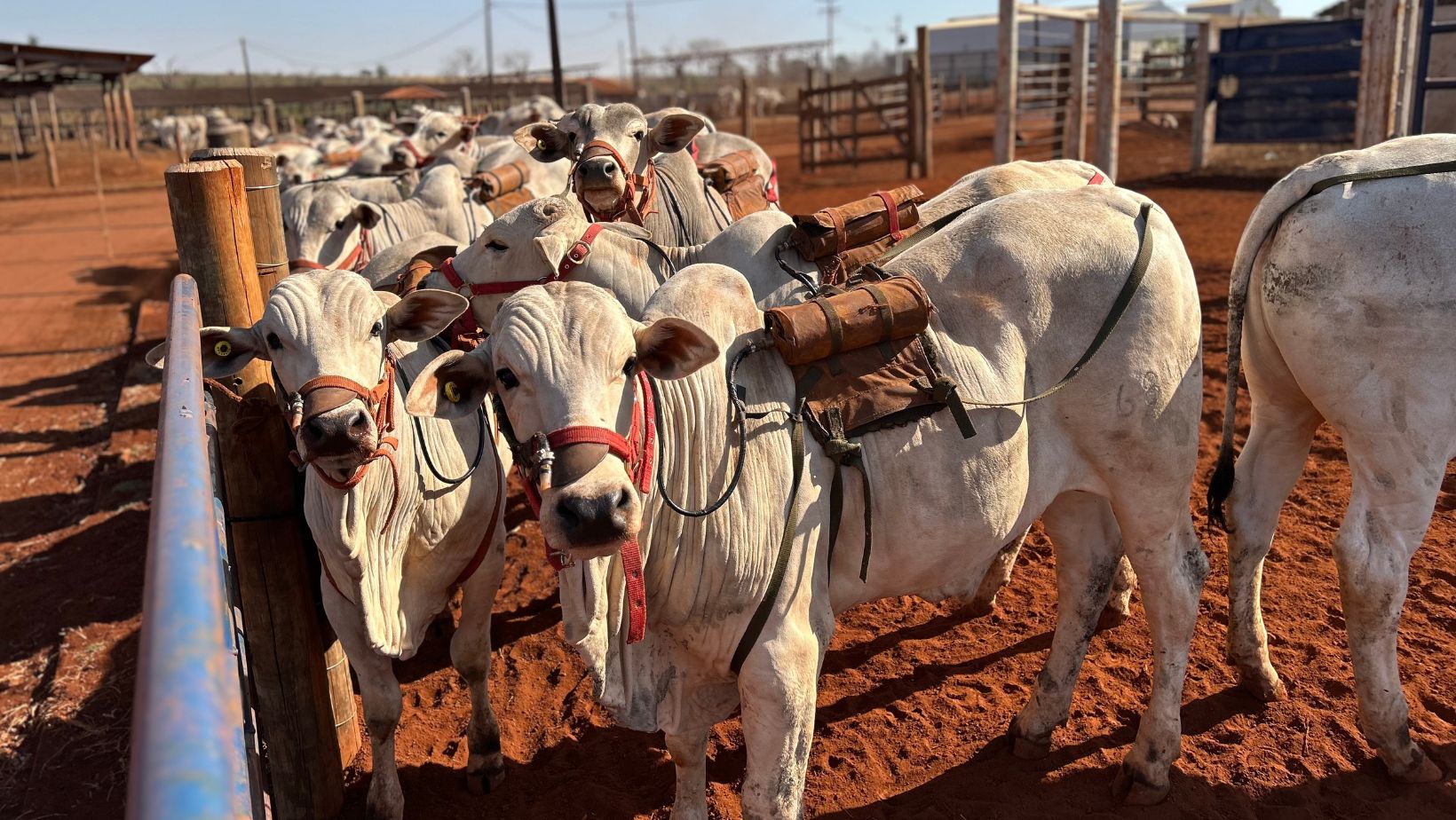 Dados de emissao de metano pelo gado de corte promissor - garrote nelore com sela de coleta de metano