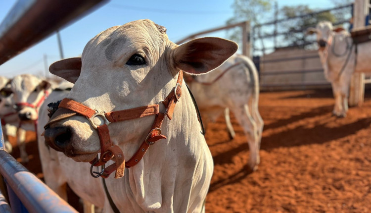 Dados de emissao de metano pelo gado de corte promissor - garrote nelore com sela de coleta de metano