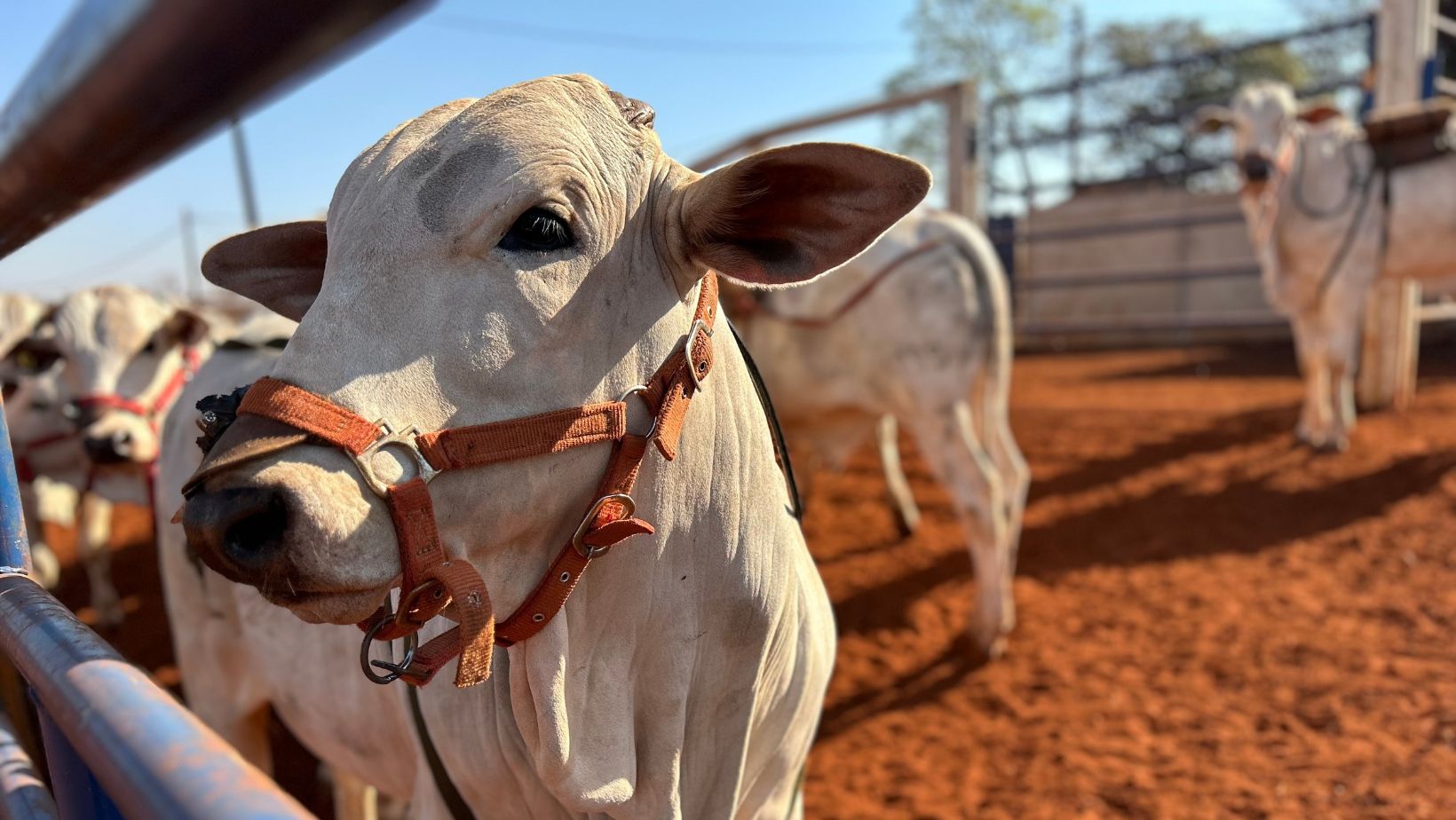 Dados de emissao de metano pelo gado de corte promissor - garrote nelore com sela de coleta de metano