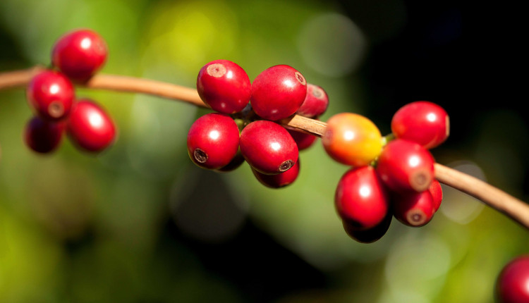 Nova categoria valoriza cafés naturalmente doces no 13º Prêmio Região do Cerrado Mineiro