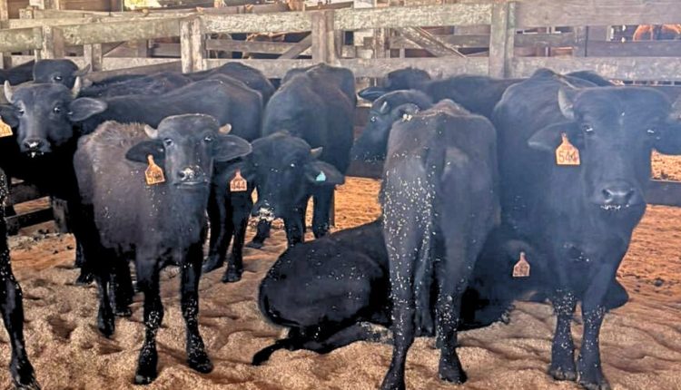 Búfalo alcança média de dez reais o quilo e se aproxima da cotação de bovinos no Sul