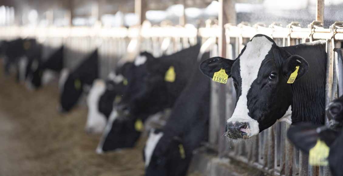 Vacas leiteiras ganham desempenho com redutor de metano