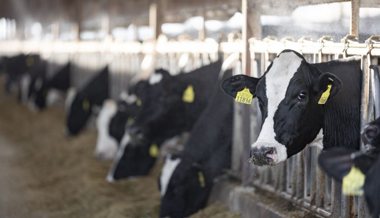 Vacas leiteiras ganham desempenho com redutor de metano