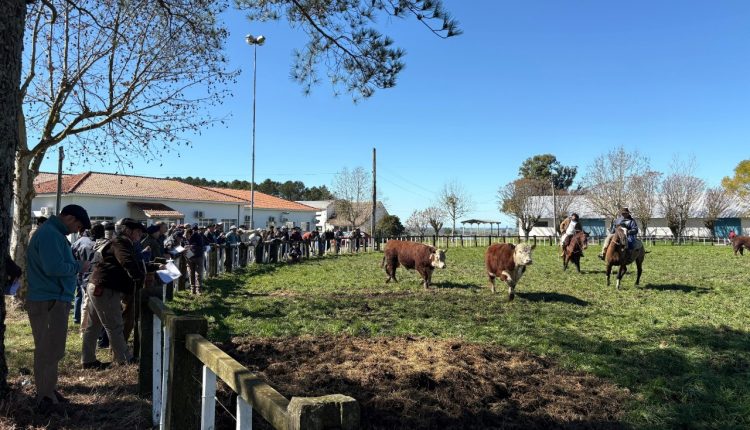 Criatório de Arambaré se destaca em Prova de Eficiência Alimentar Hereford e Braford