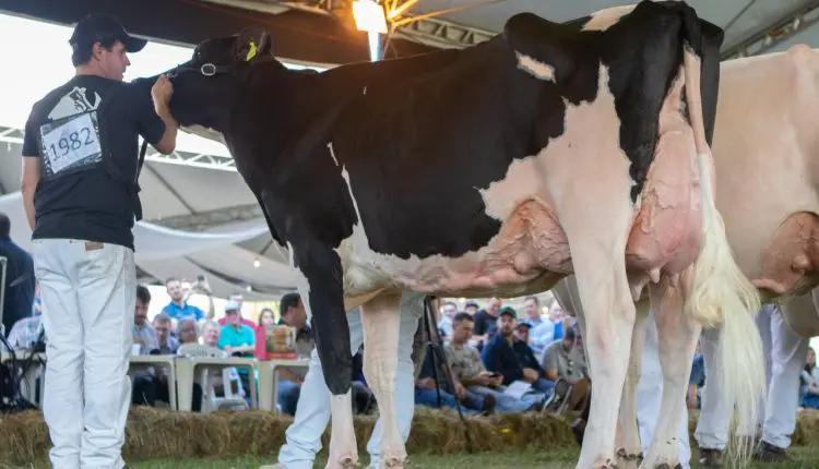 Raça Holandesa contabiliza 44% de aumento nos inscritos para a Expointer