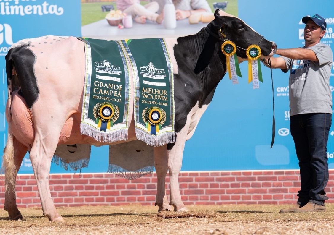 Centro de excelência genética em gado Girolando, Fazenda SJ Lalu mira expansão