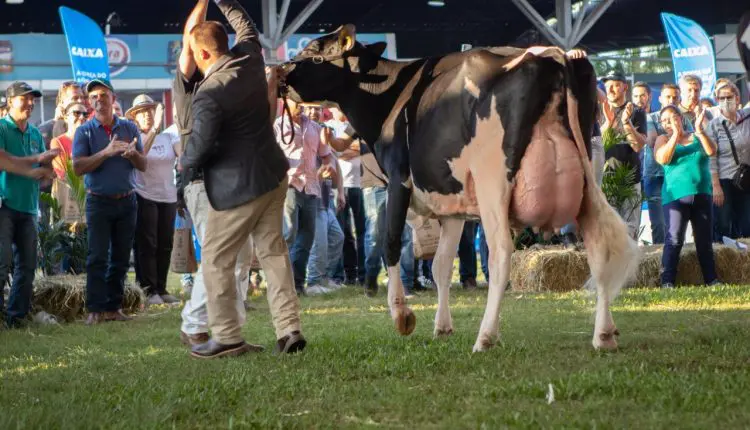 Raça Holandesa terá programação na Expointer com juiz internacional e prêmio para sólidos