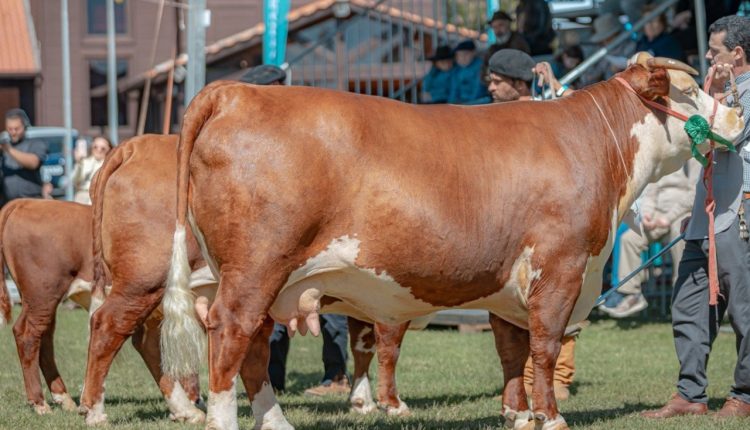 ABHB mais uma vez registra maior representatividade em bovinos de corte para a Expointer