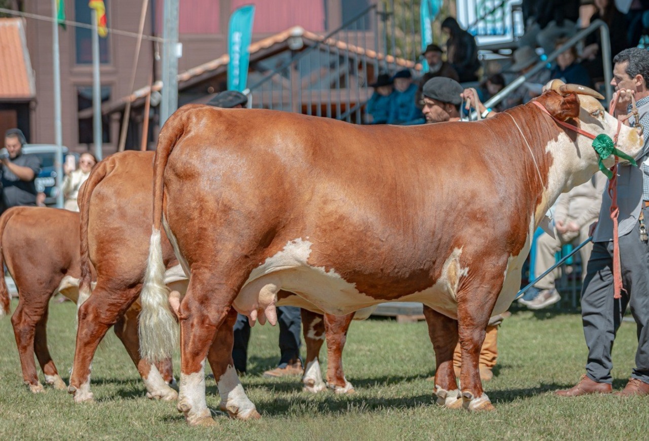 ABHB mais uma vez registra maior representatividade em bovinos de corte para a Expointer