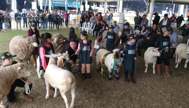 Programação da ovinocultura na Expointer conta com valorização dos jovens e promoção da carne