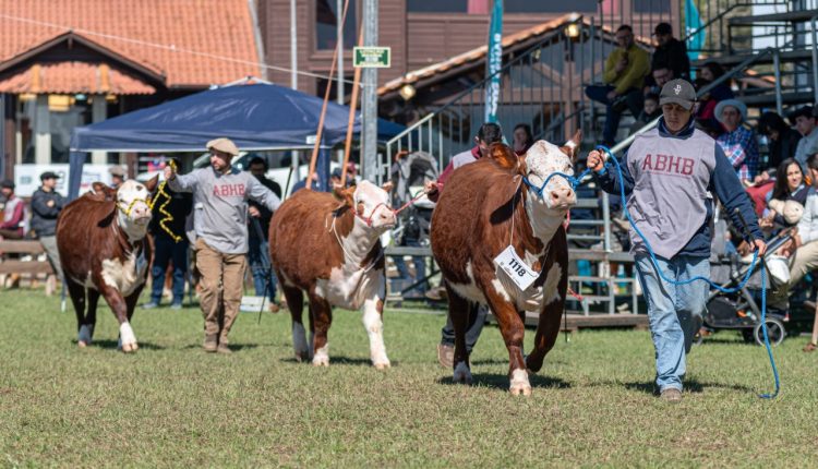 Hereford e Braford terão agenda intensa de atividades na Expointer