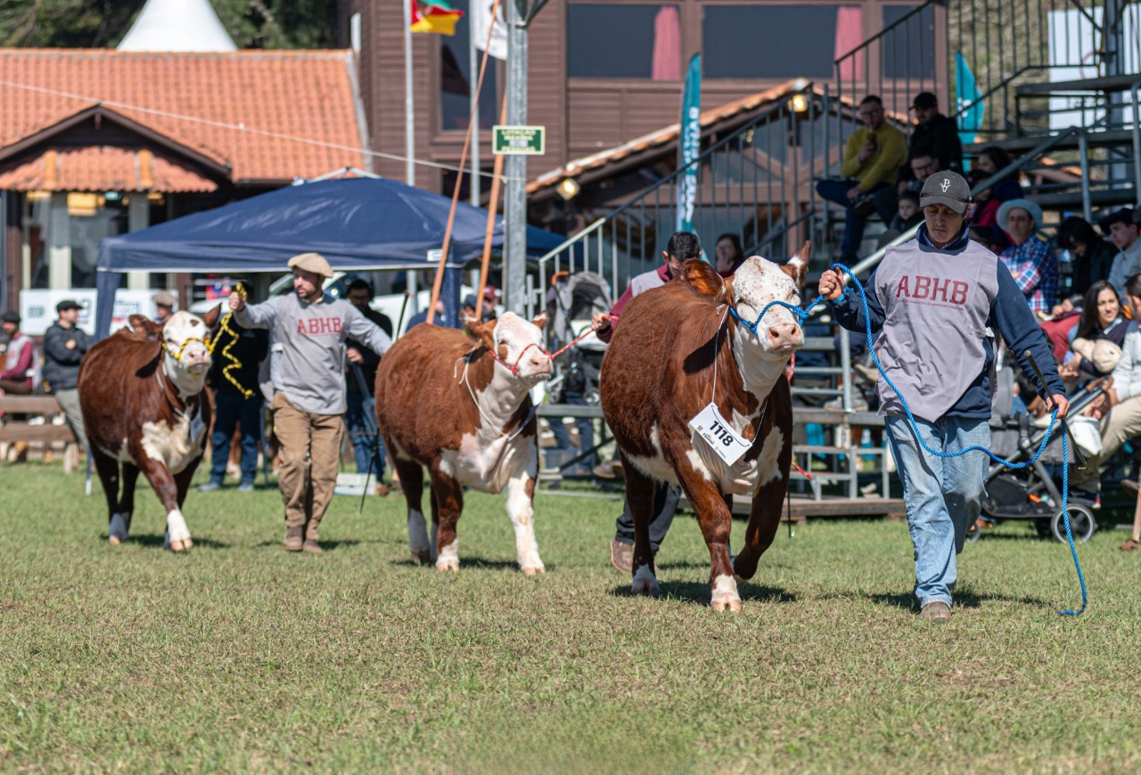 Hereford e Braford terão agenda intensa de atividades na Expointer