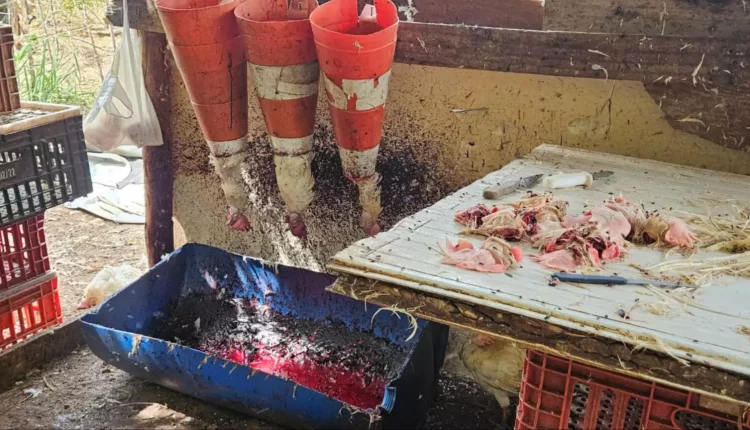 Abatedouro clandestino que aplicava corantes e vendia frangos como ‘caipiras’ é fechado em Campo Grande