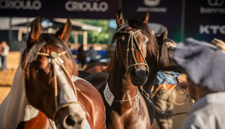 ABCCC divulga programação do Cavalo Crioulo durante a 48ª Expointer