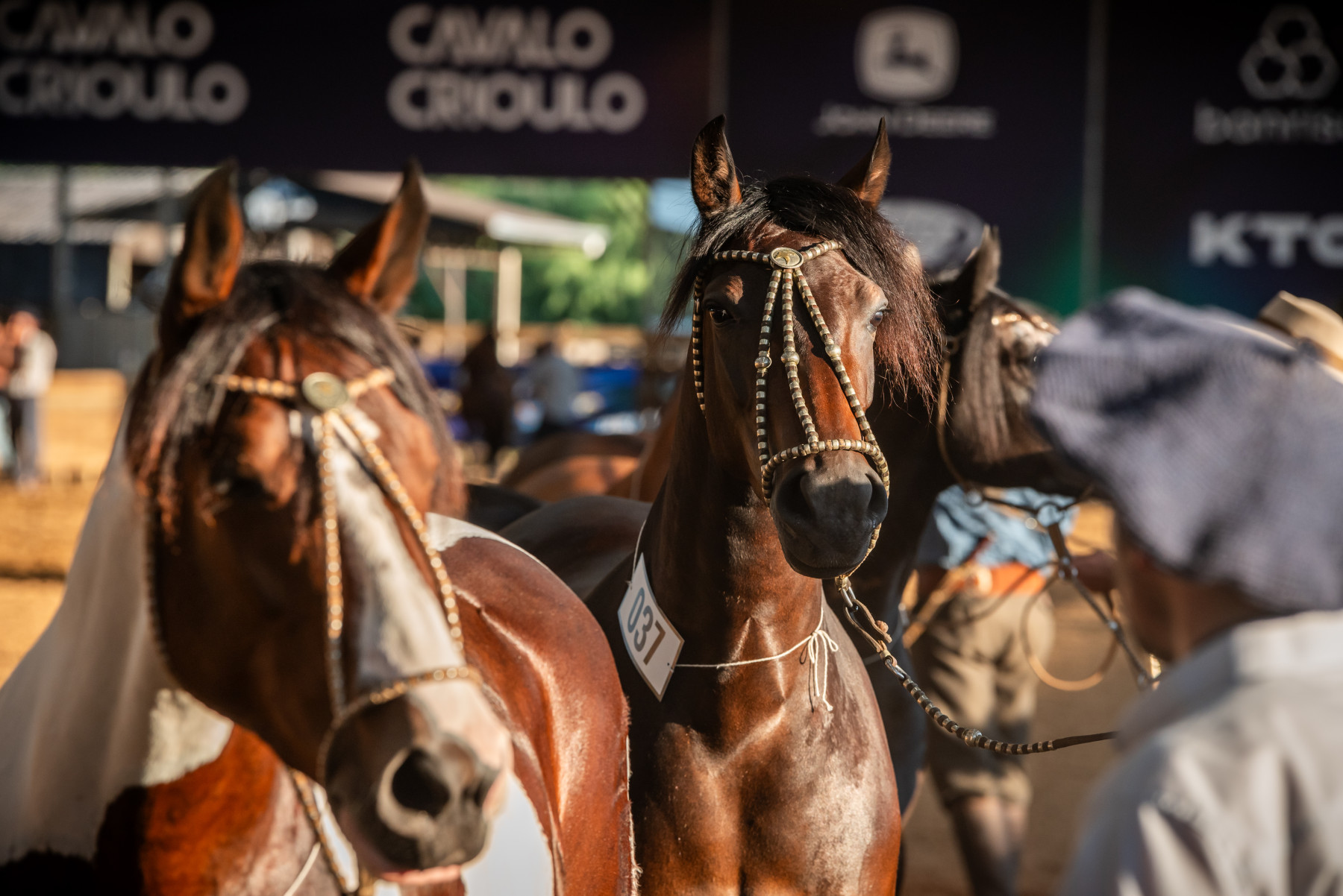 ABCCC divulga programação do Cavalo Crioulo durante a 48ª Expointer