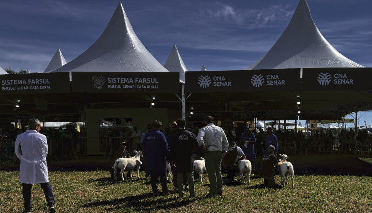 Primeiro dia de julgamentos de ovinos movimenta Expointer 2025