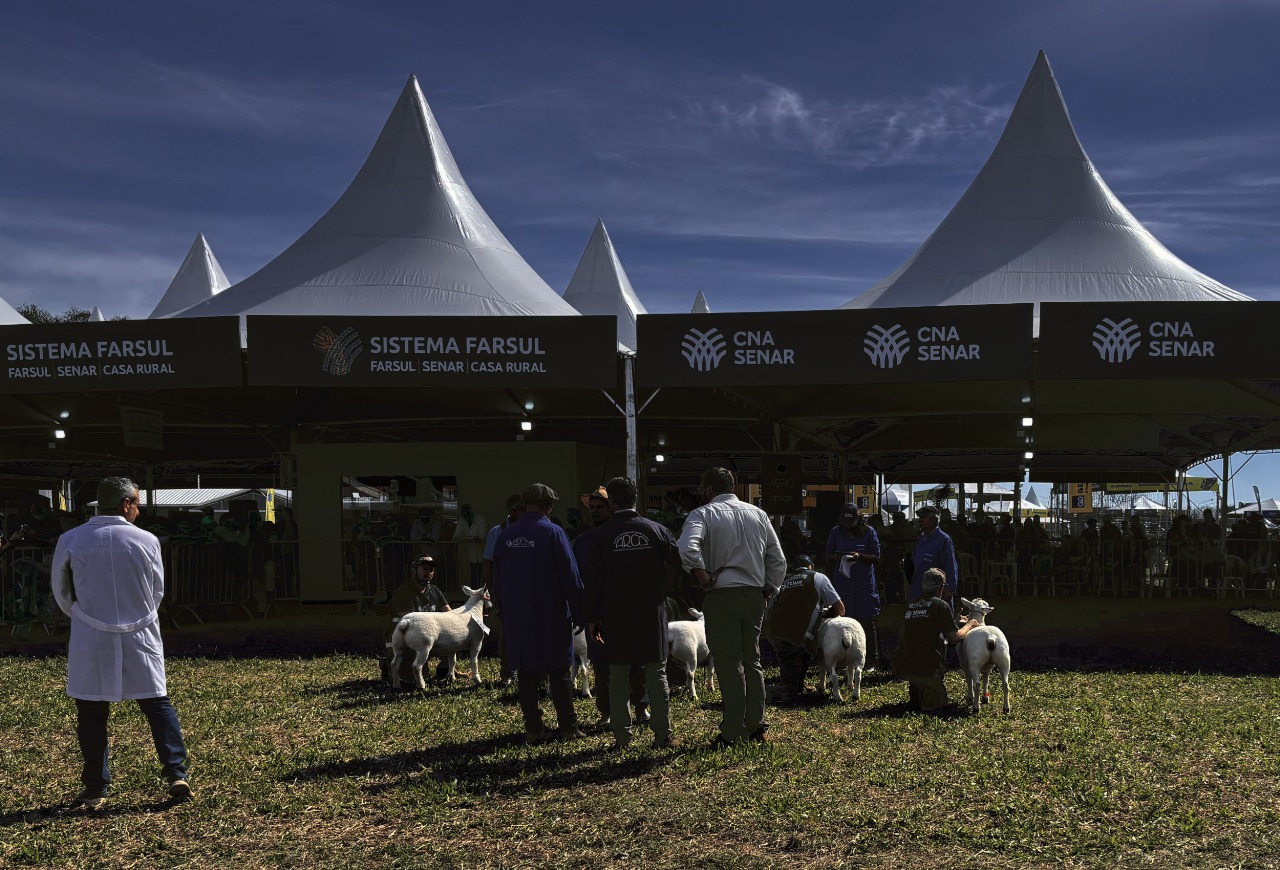Primeiro dia de julgamentos de ovinos movimenta Expointer 2025