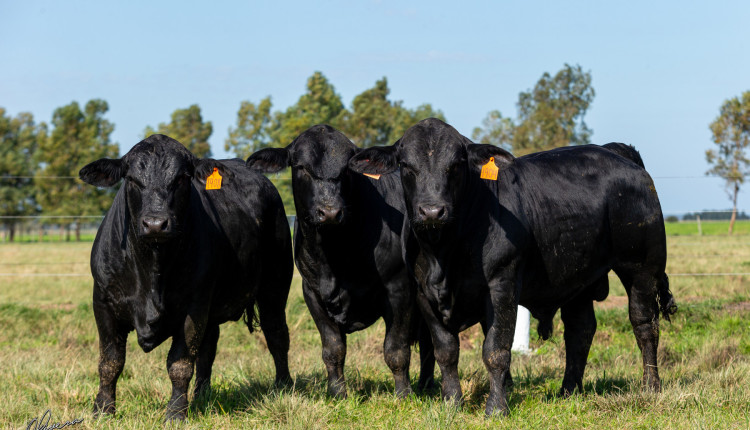 Rincon Code oferta genética Angus, Brangus e Ultrablack