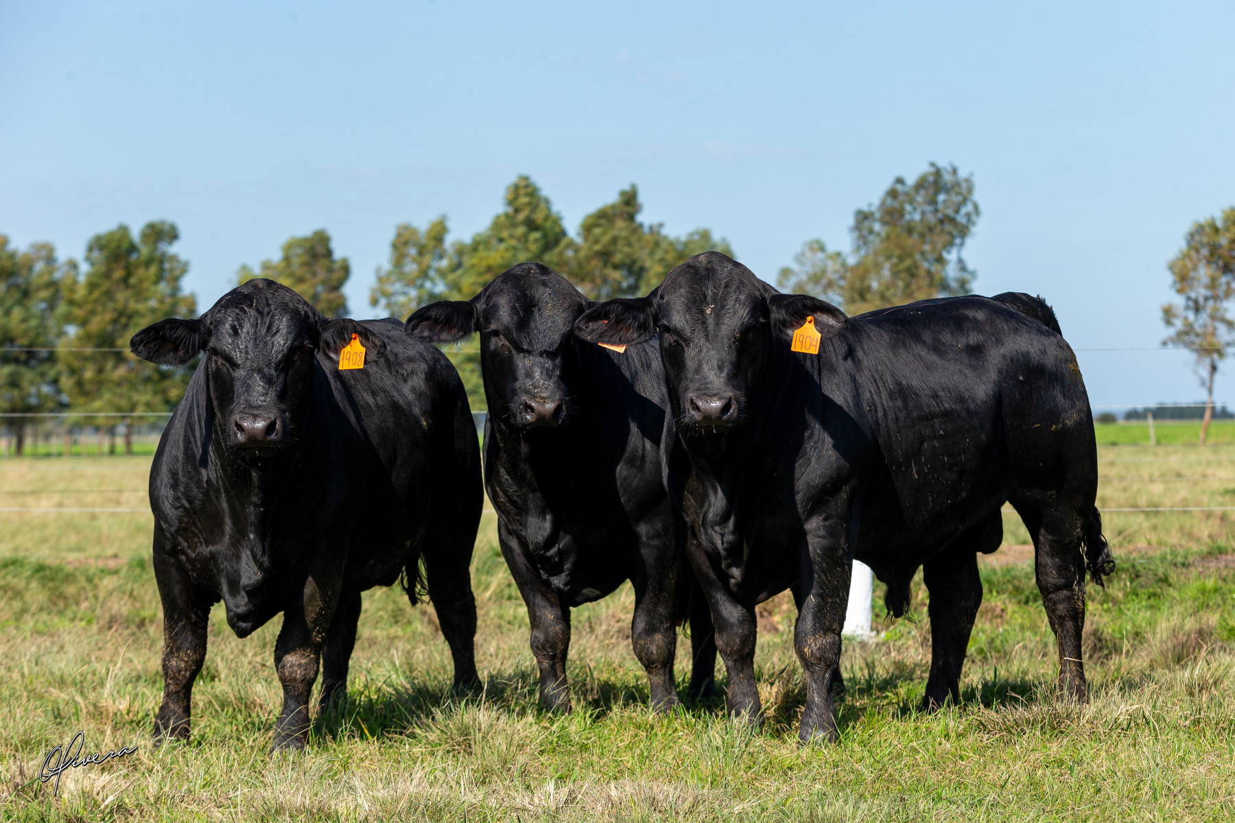 Rincon Code oferta genética Angus, Brangus e Ultrablack