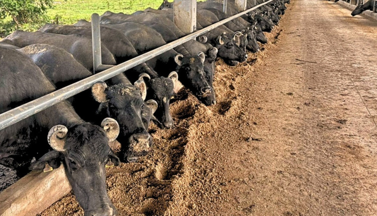 Laticínio do Recôncavo Baiano aumenta em 30% produção de leite de búfala