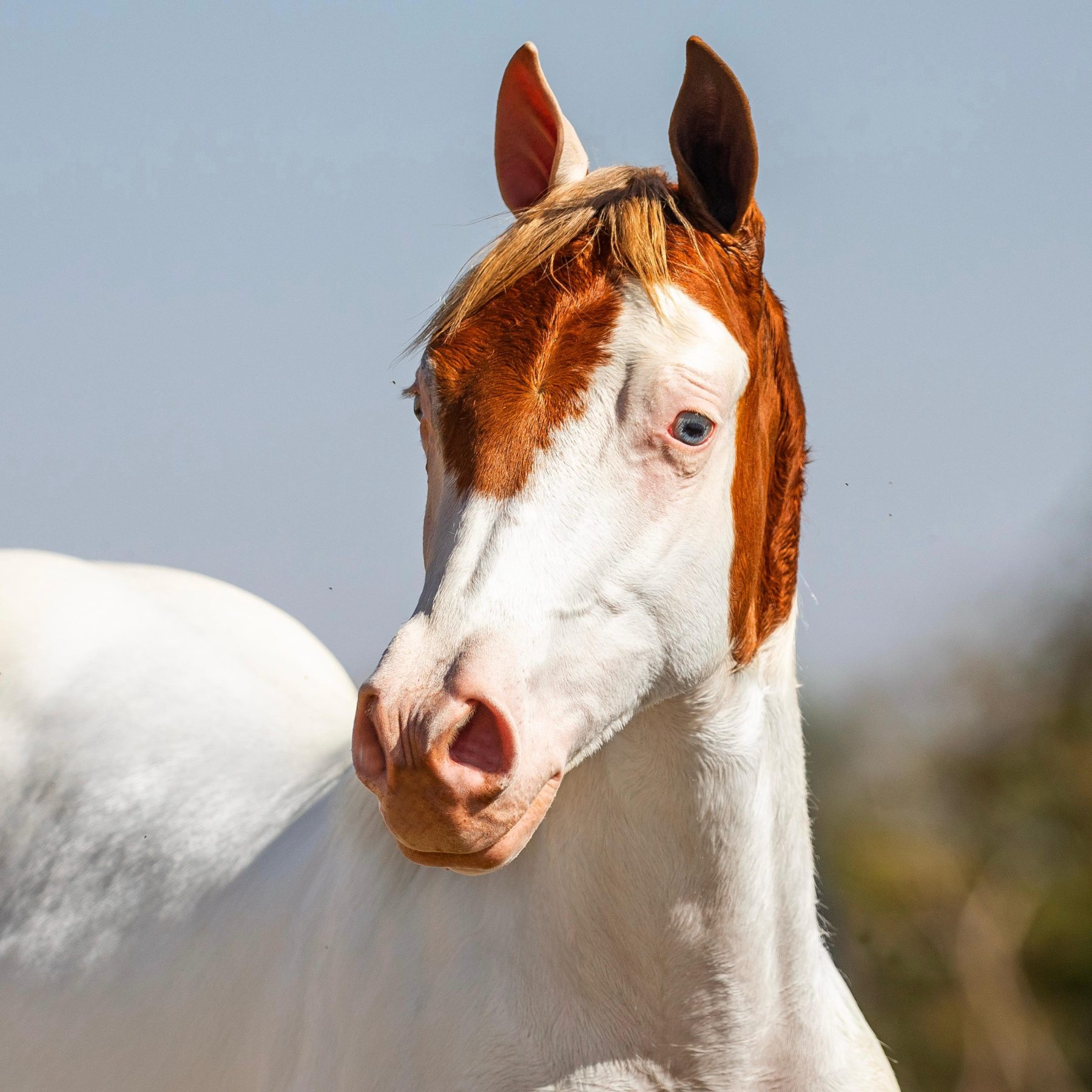 Gusttavo Lima JBJ Ranch e JGC Ranch