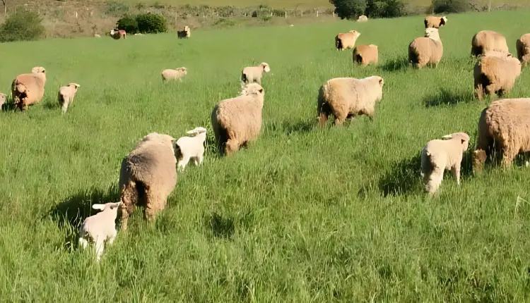 Avanço genético e manejo explicam aumento de partos múltiplos em ovinos